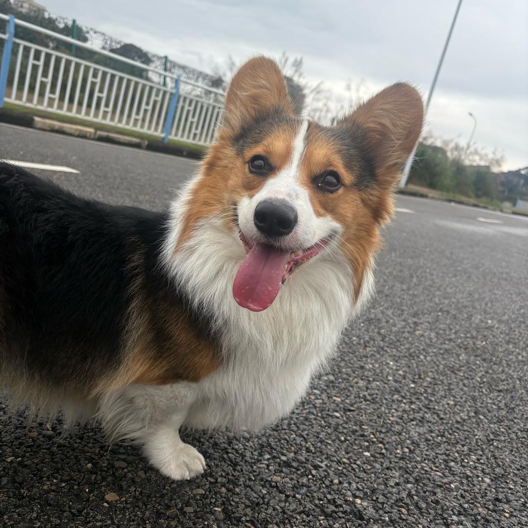 不回家的狗十七