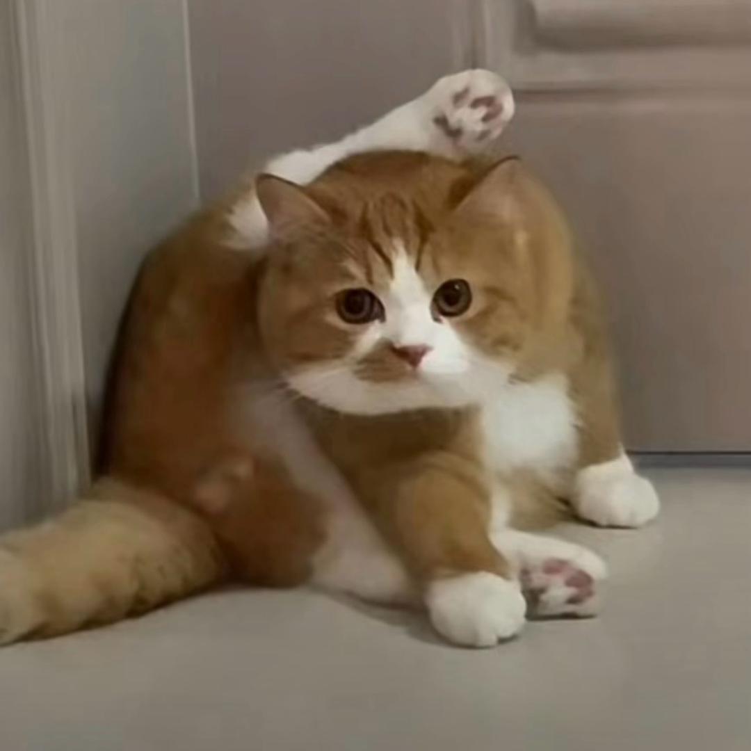 猪肉粉条