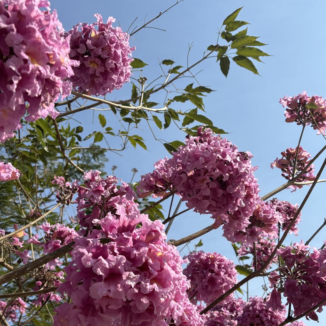 龙洞珍贵苗木场