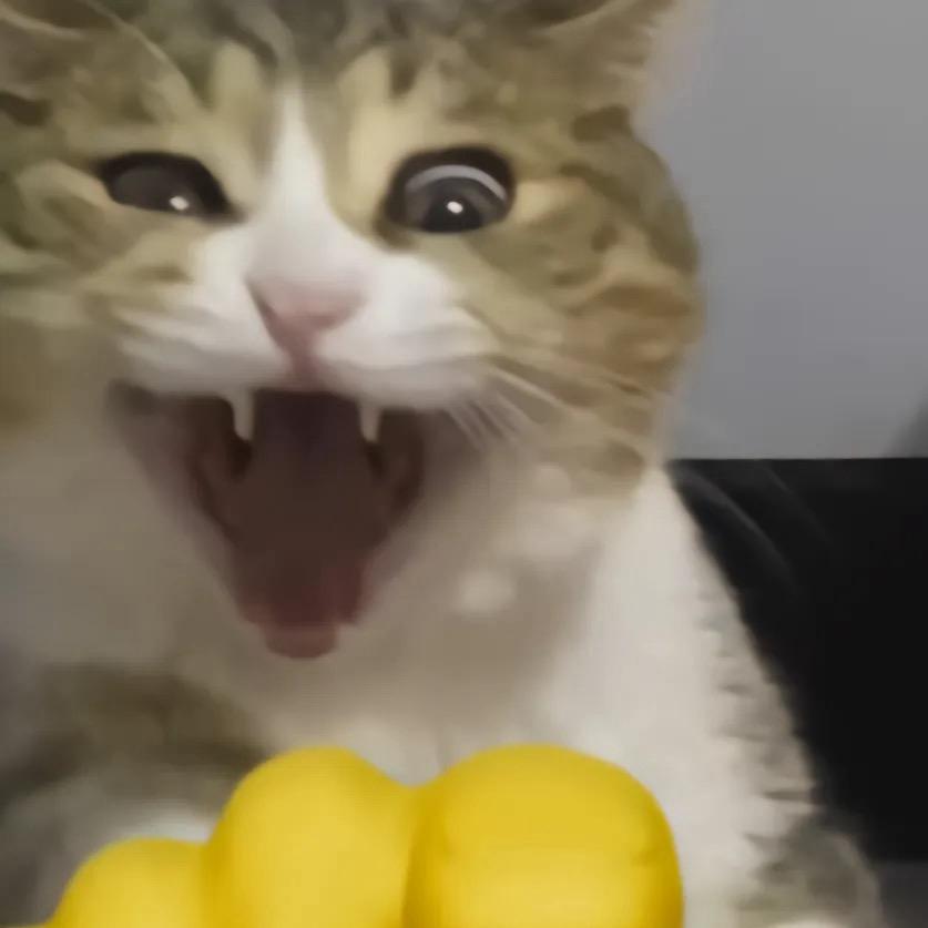 小猫老me
