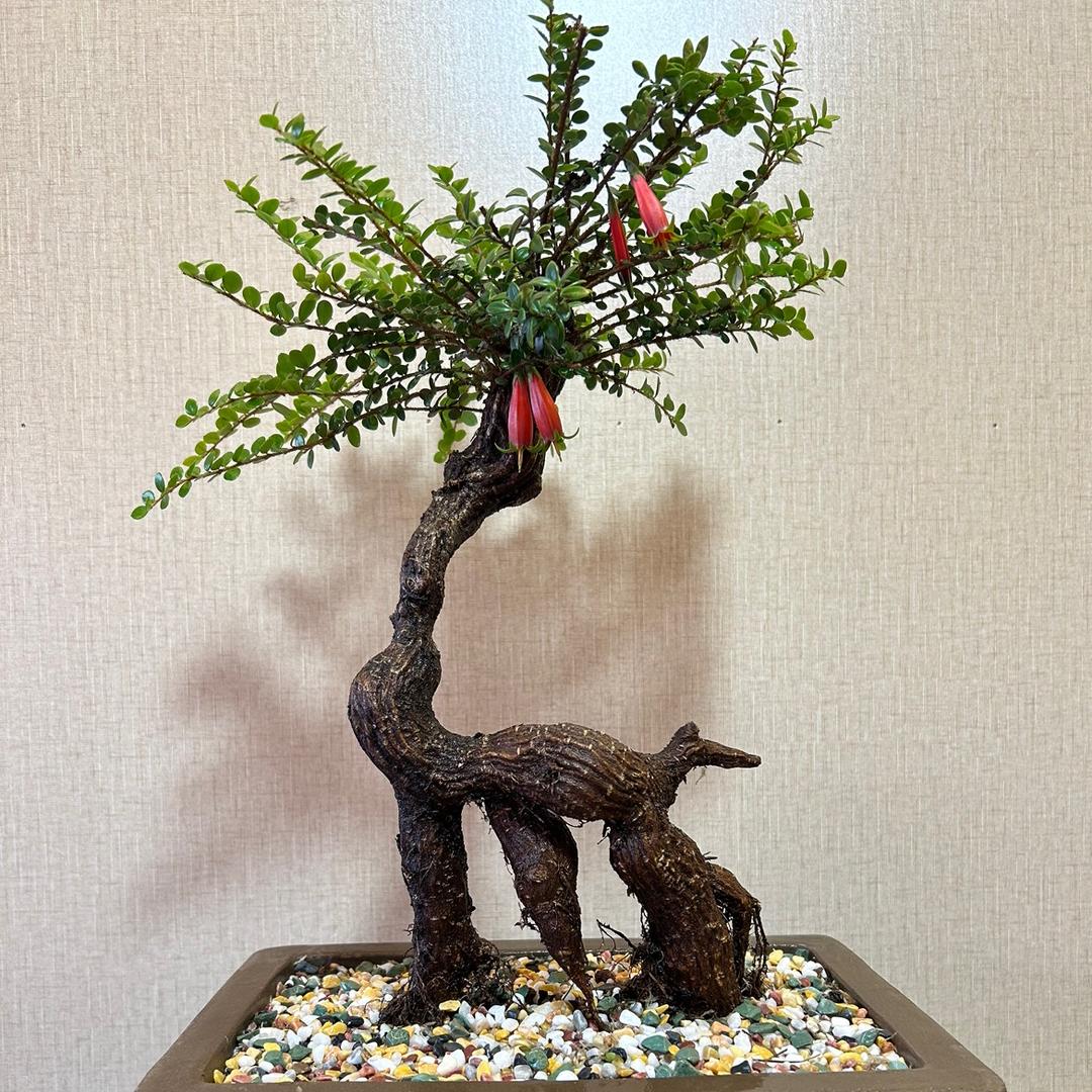 雅景轩花卉
