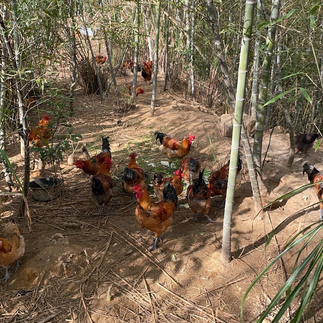 家兴农场（小江）