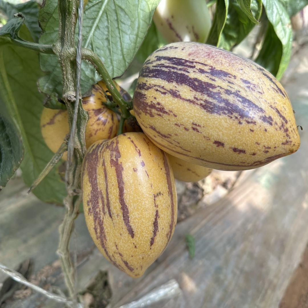 闽宁同心宁夏味道