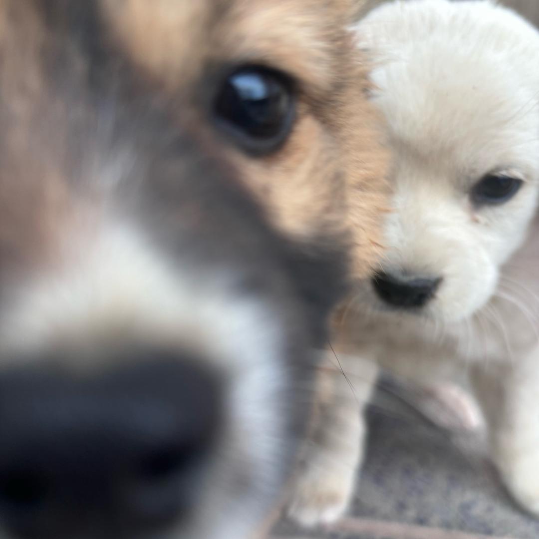 狗狗大王