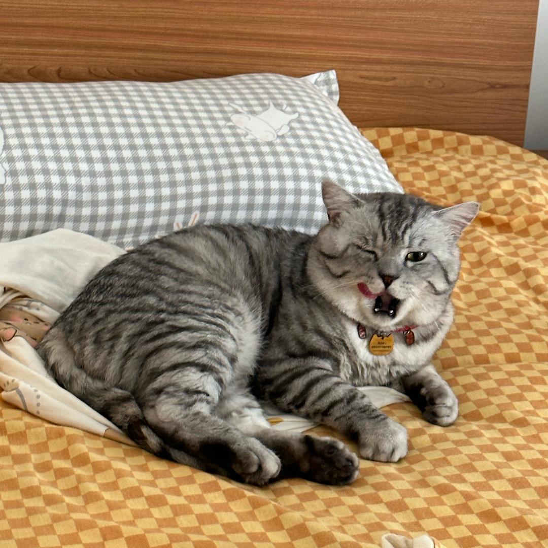 叮当mer🐱