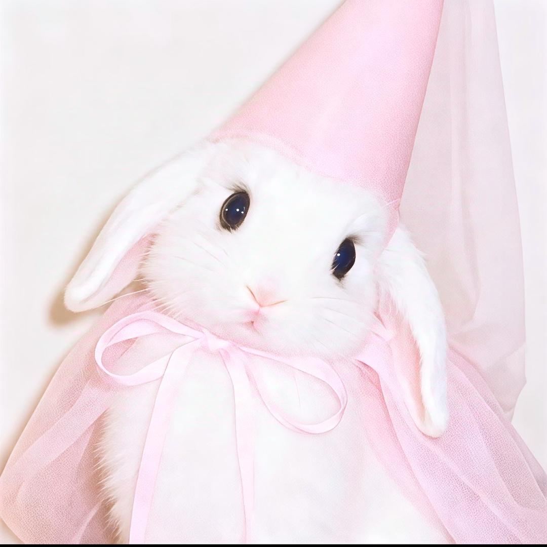 超超🐾 ～₊˚ ˚₊‧.˚༚