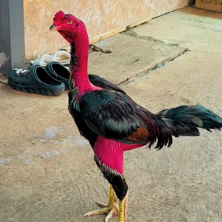 越南斗鸡3哥小号