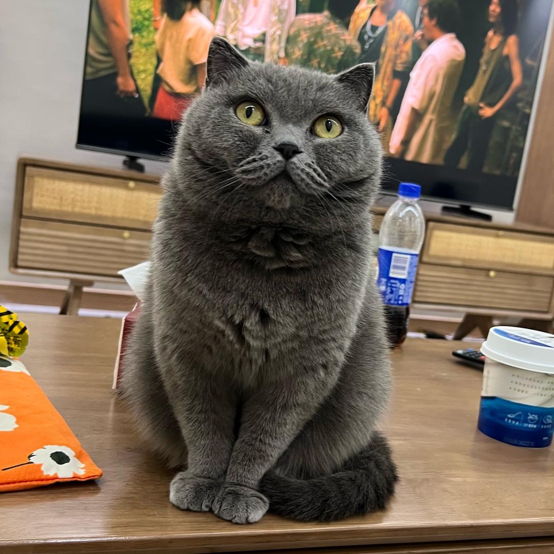 蓝蓝是只猫