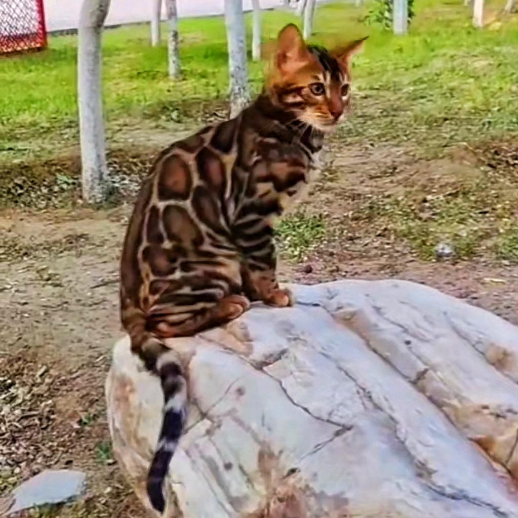 汇鑫豹猫园