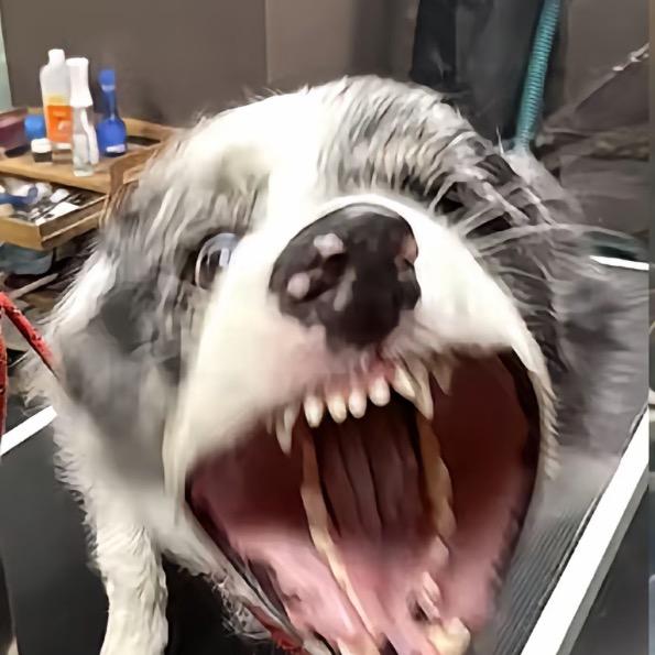 饭还没下喉