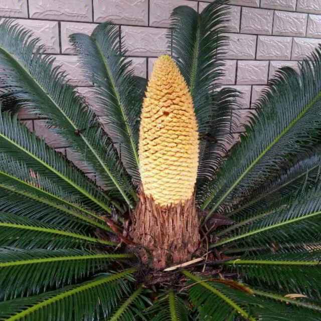铁树
