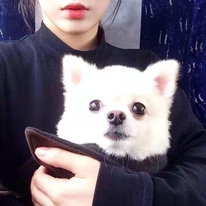 萌宠推荐