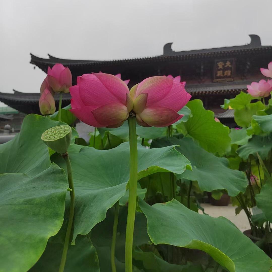 湘湘翡翠