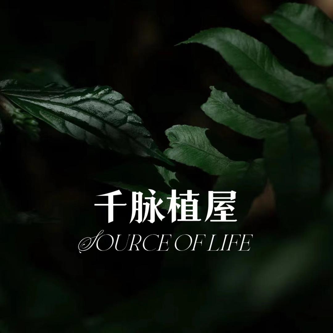 千脉植屋