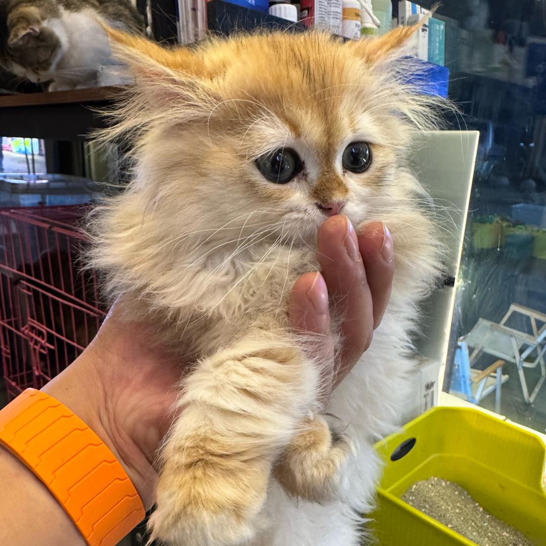 小丸子！