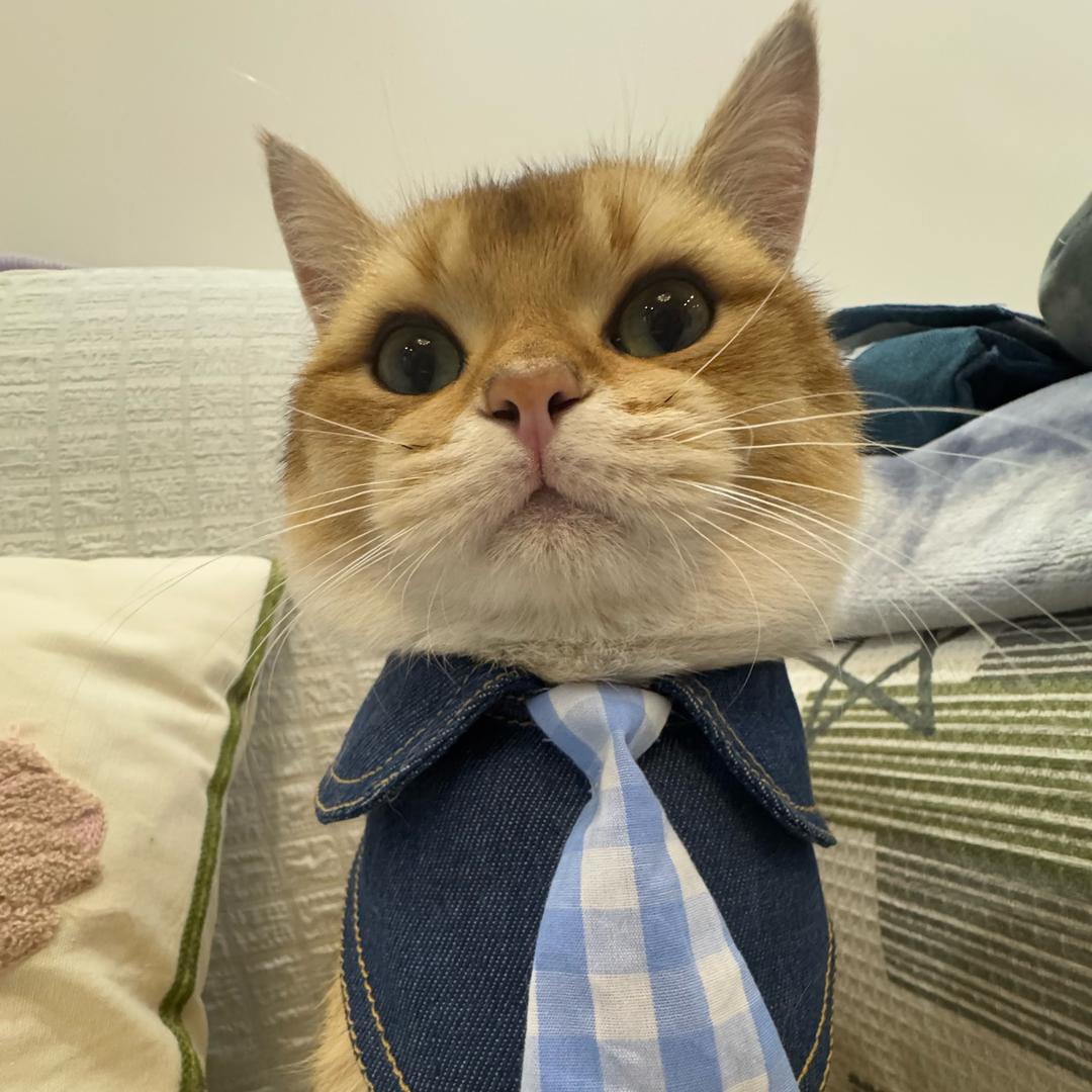 麦冬.