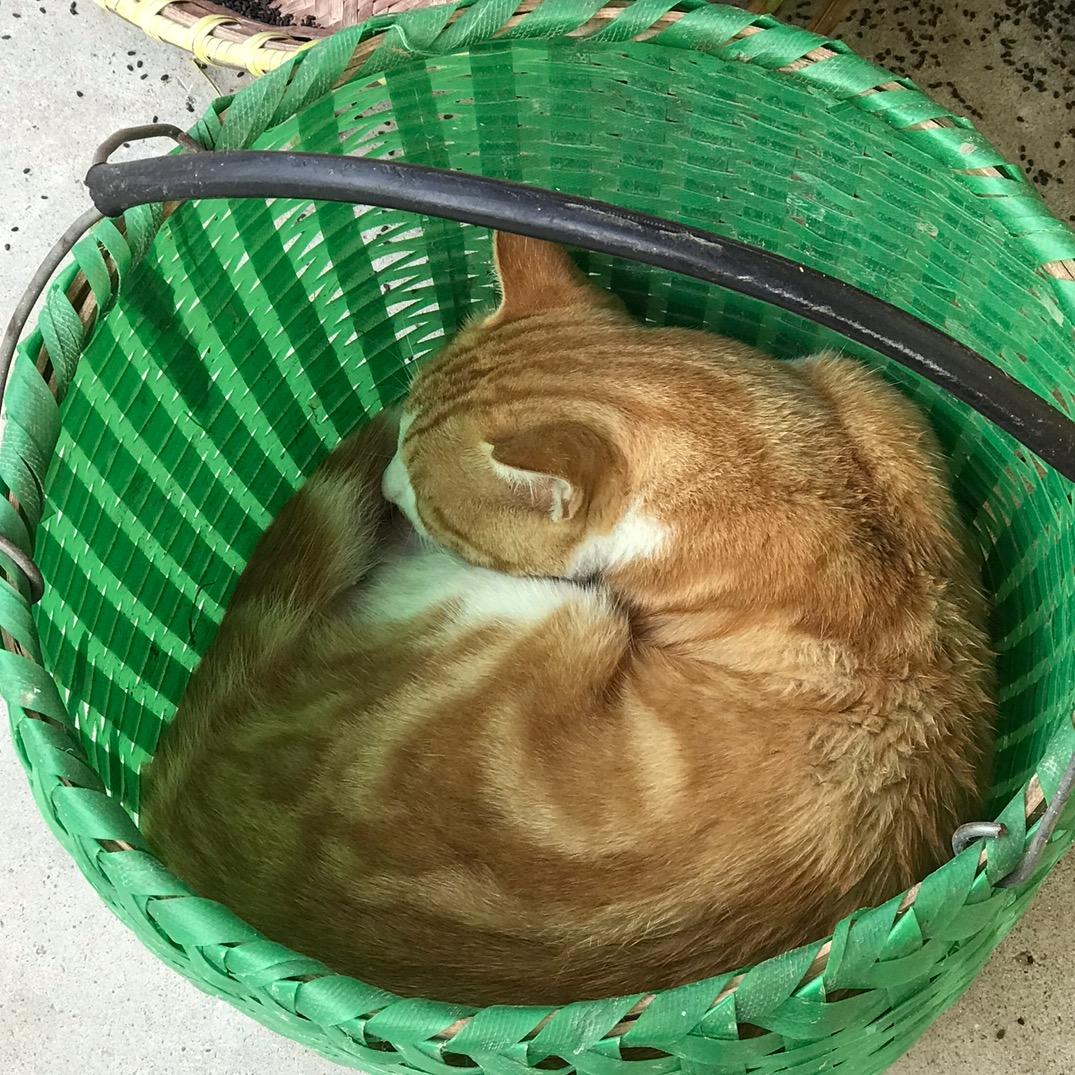 橙子