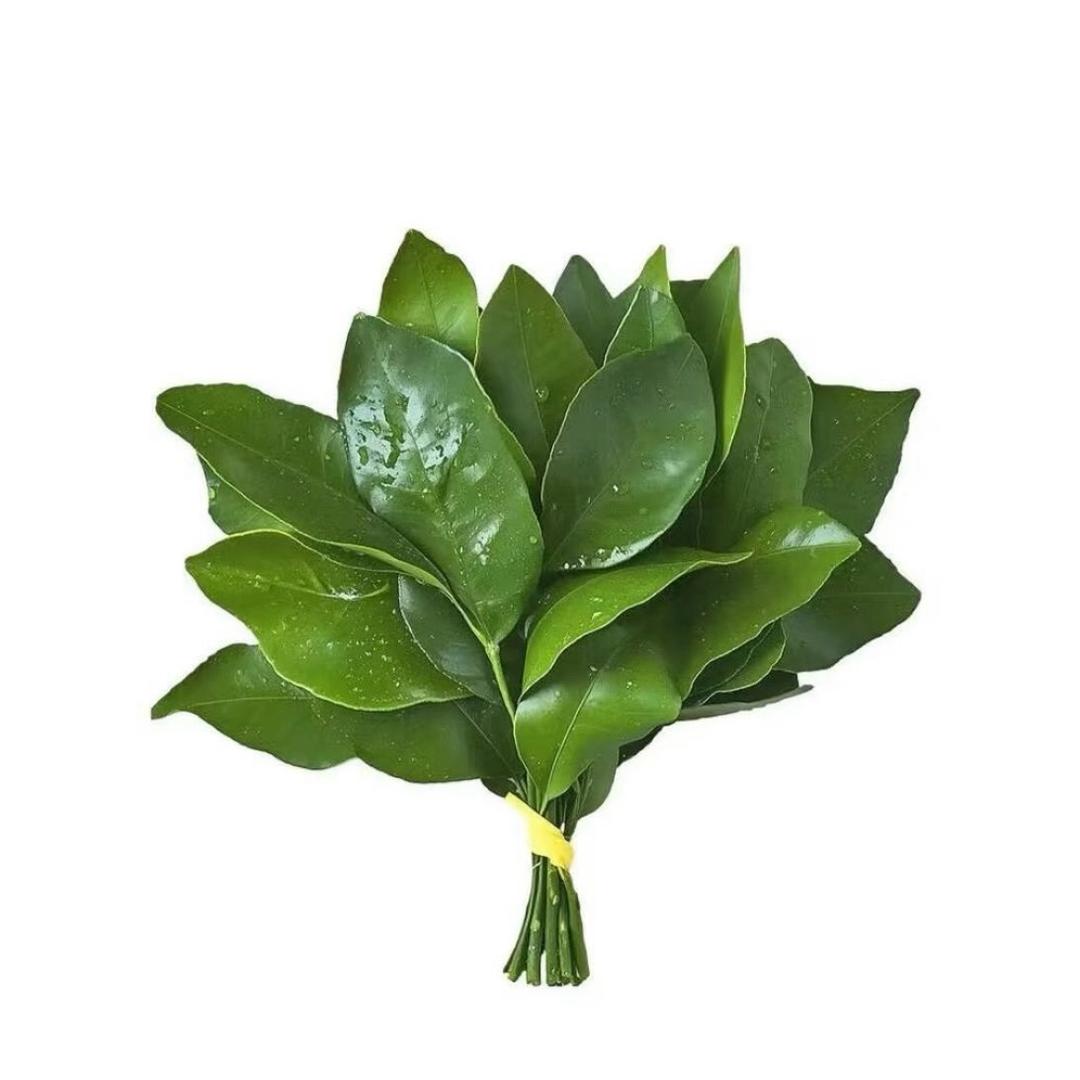 果果公主