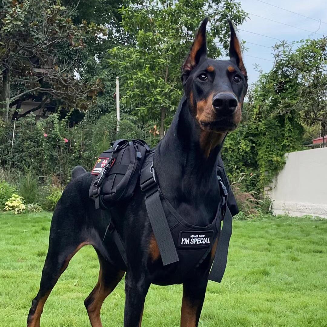 杜宾犬舍（买🐶私聊）