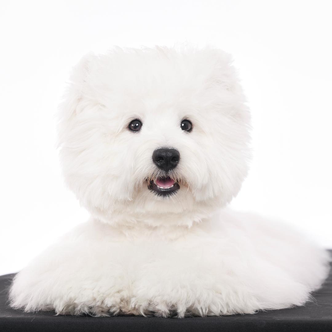 鹏gg西高地犬舍（直播号）