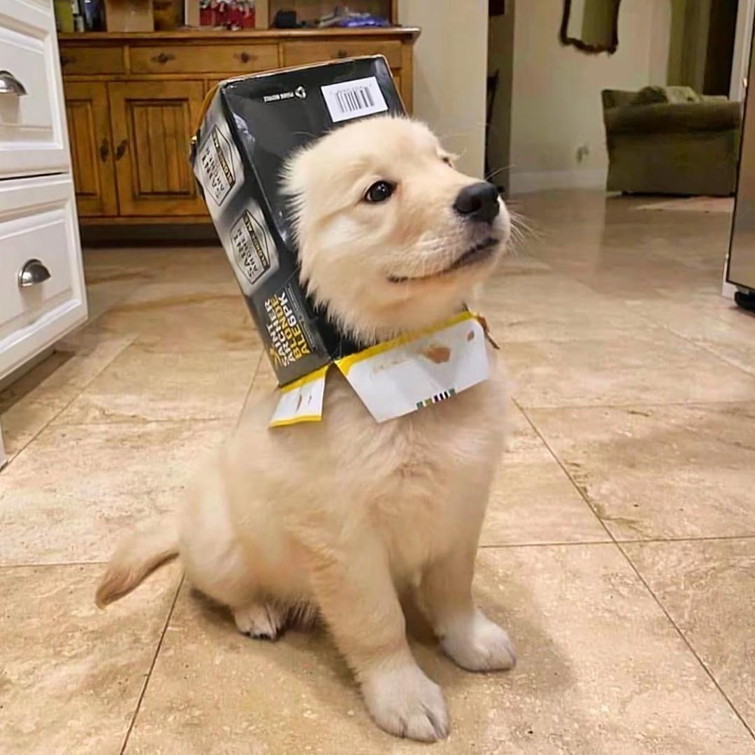 犬都是你🐶