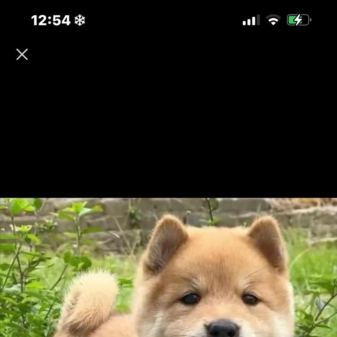 旺旺vlog（大虎虎）