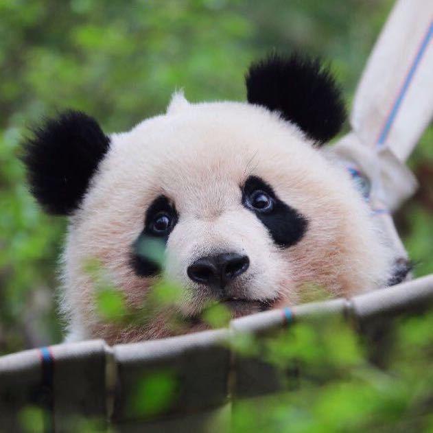 熊猫的养鱼日记