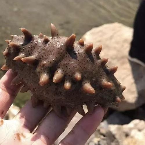 云鸿海参滋补店