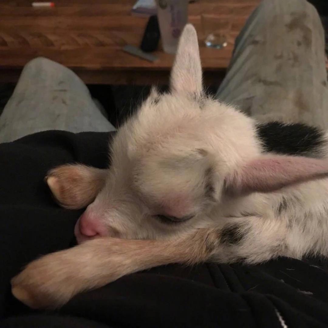 羊和🐑