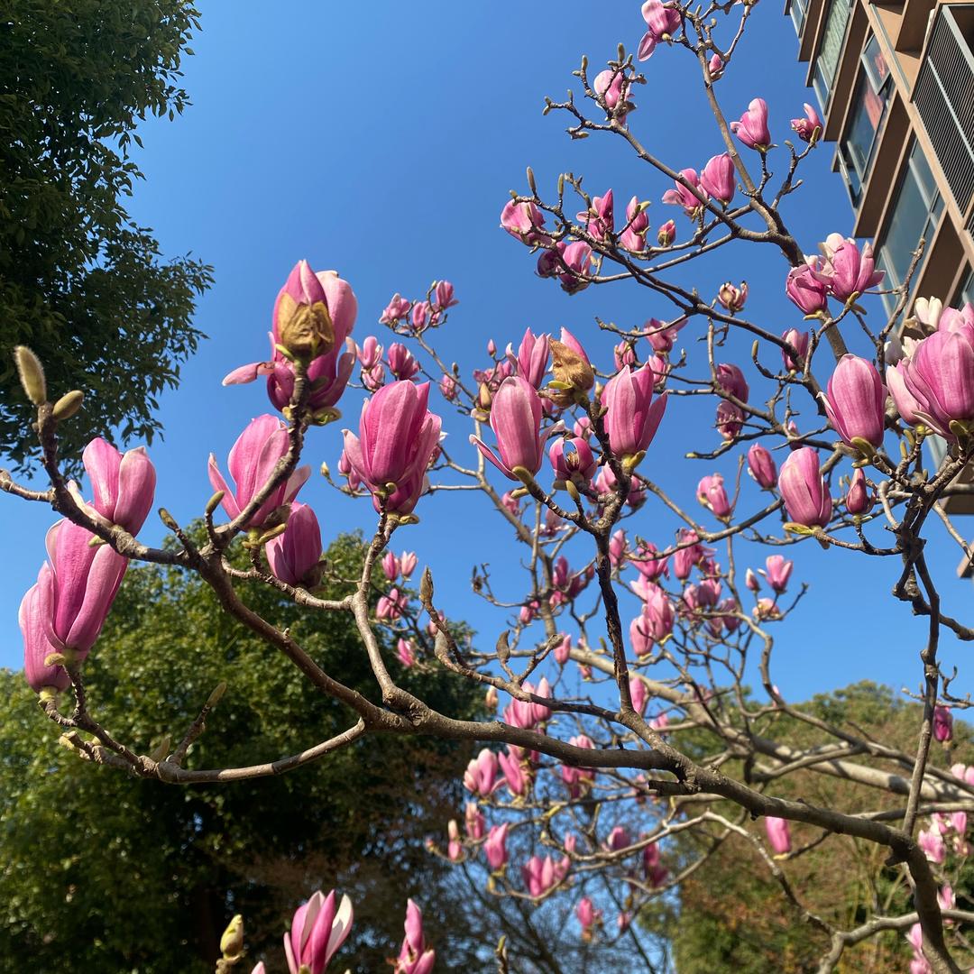 河南小妮在上海