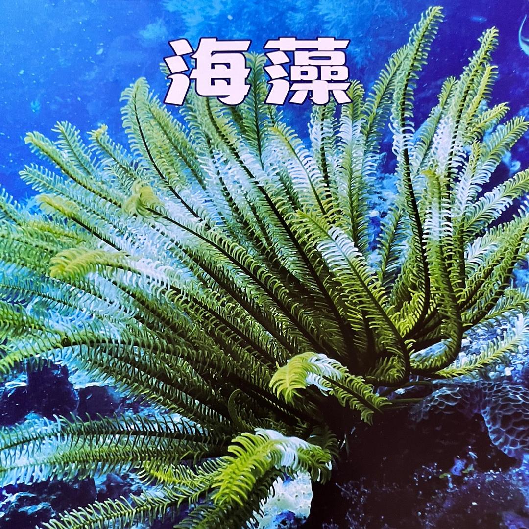 巧遇海藻护肤