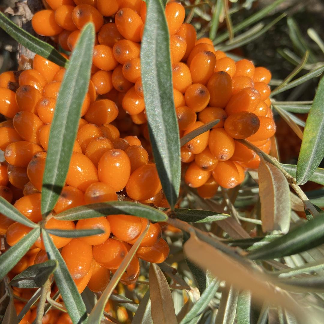 西域奇果滋补营养膳食店