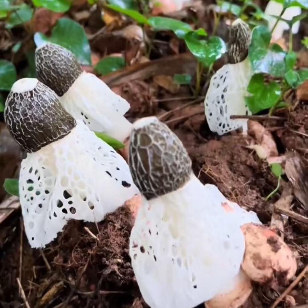 红托竹荪来自贵州