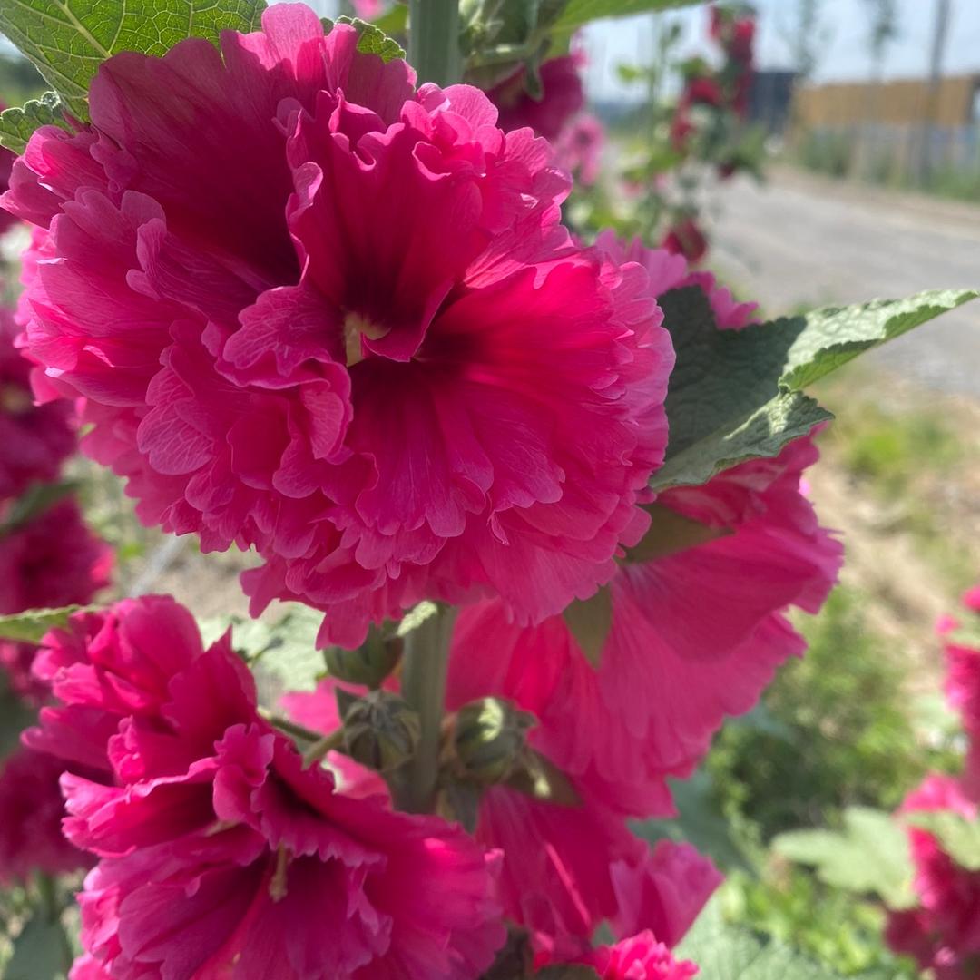 幸福的我🌷🌷🌾🌴👪🦋🦋🌧