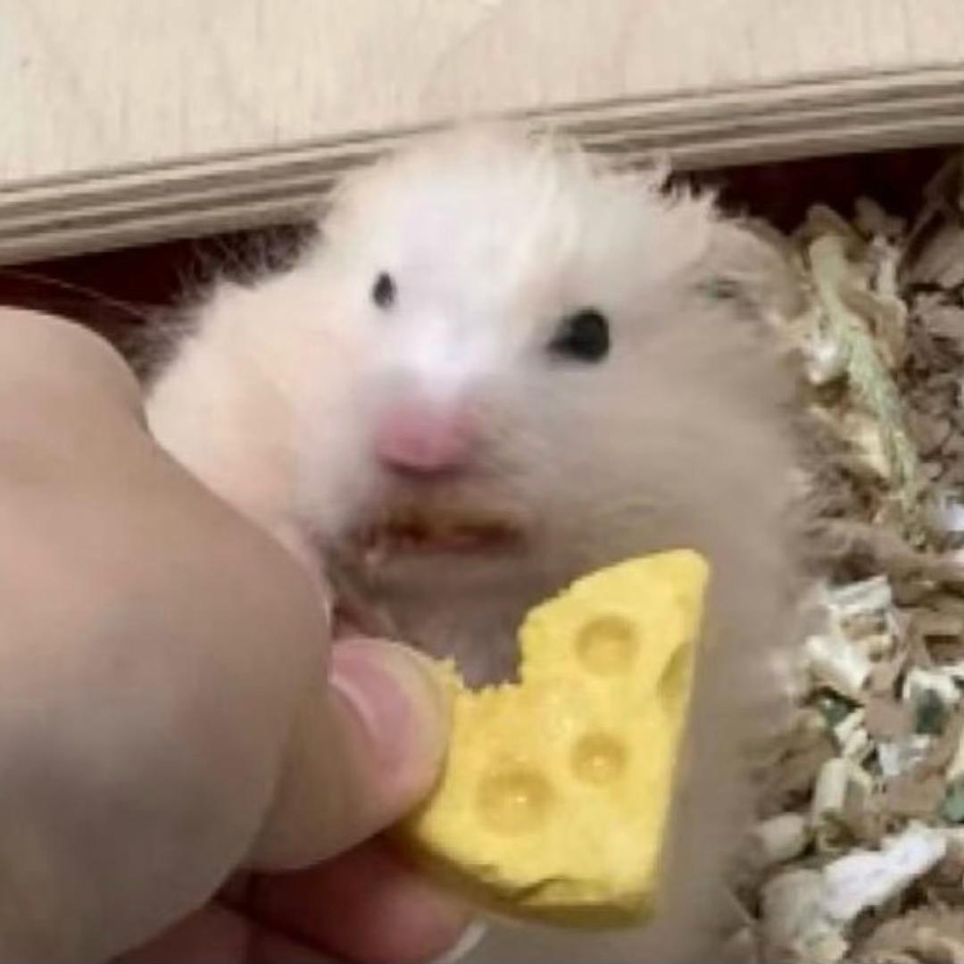 zᶻ