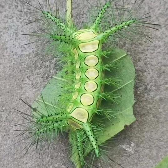 🕊别动情会伤🕊