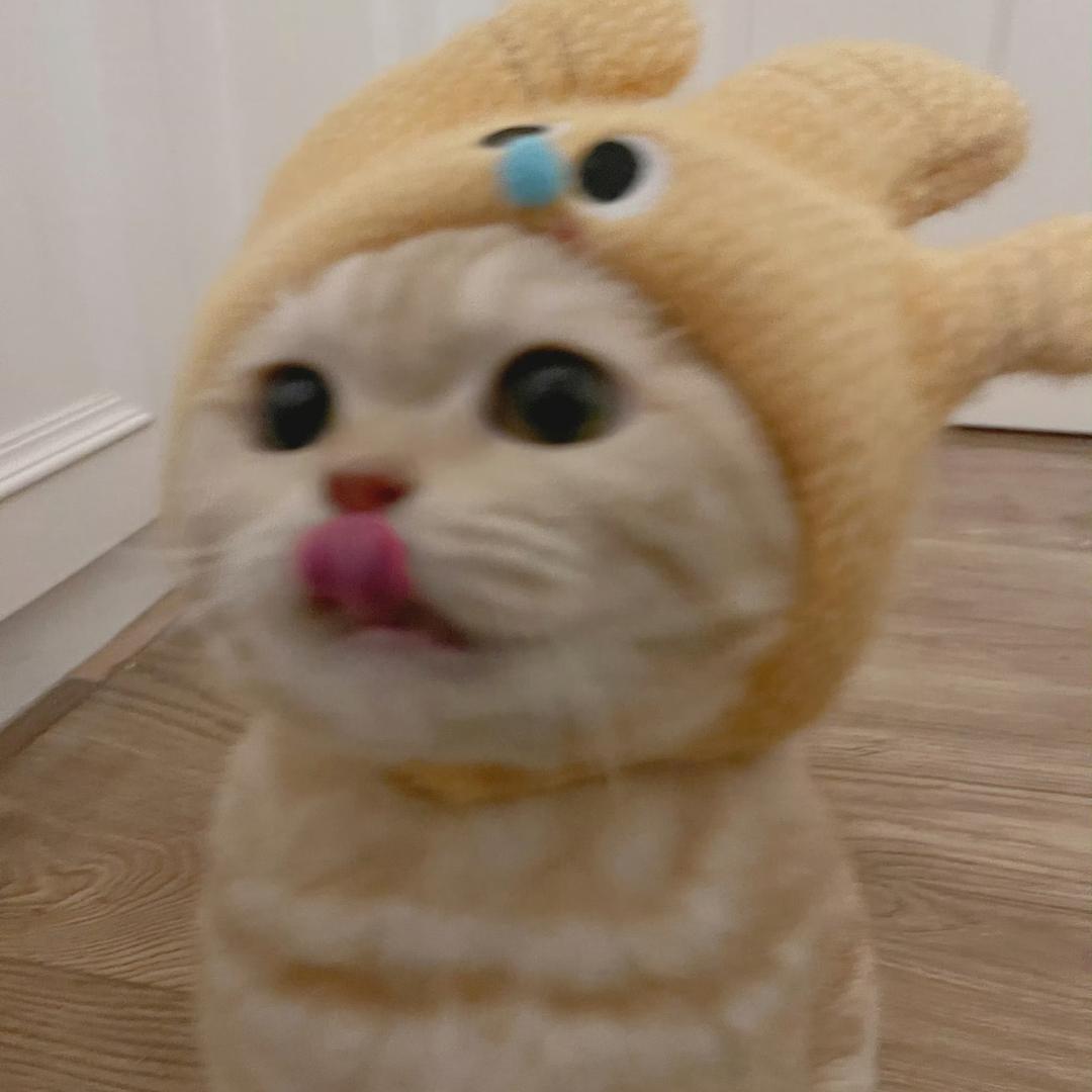 小黄猫💛