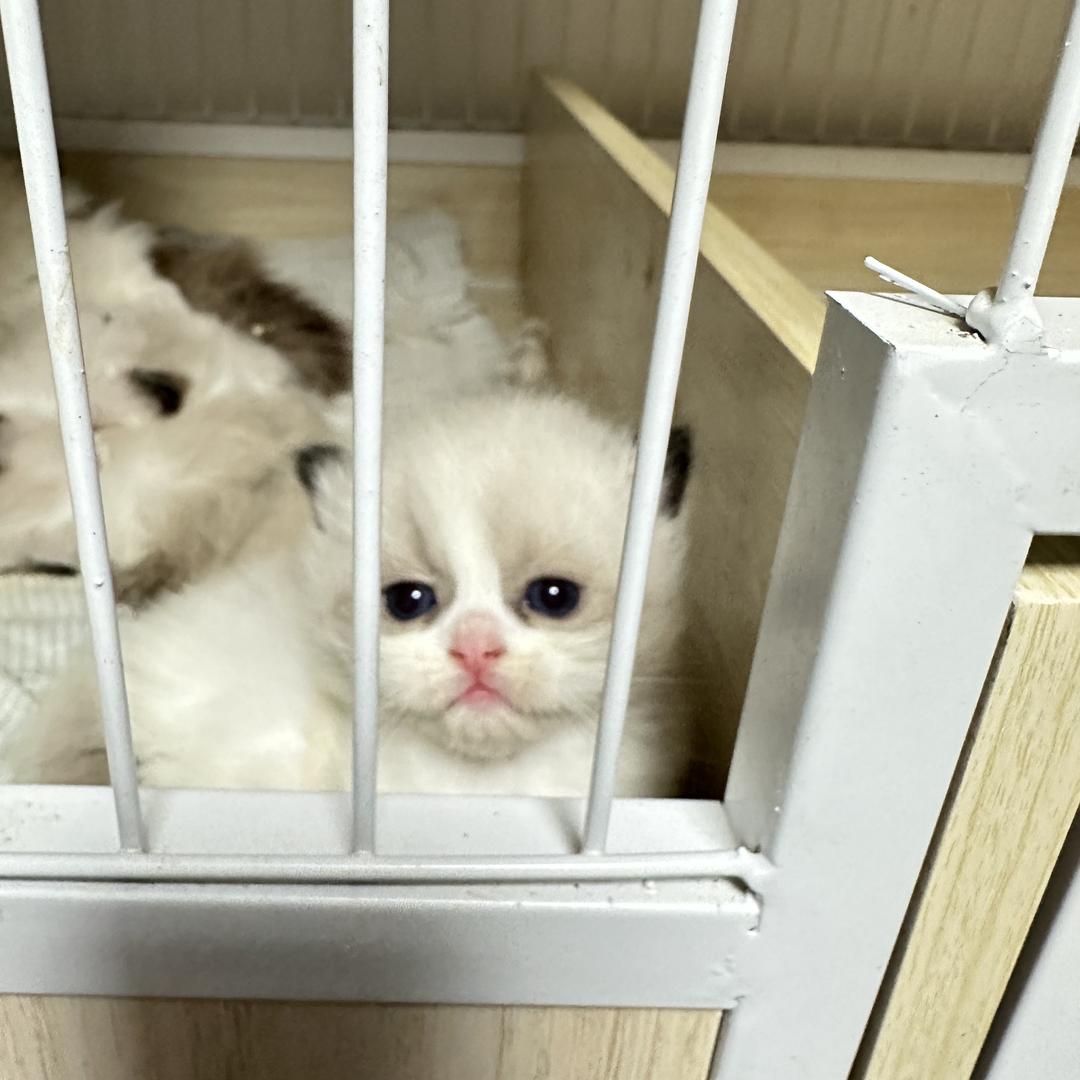 少鸿家的猫-小宋