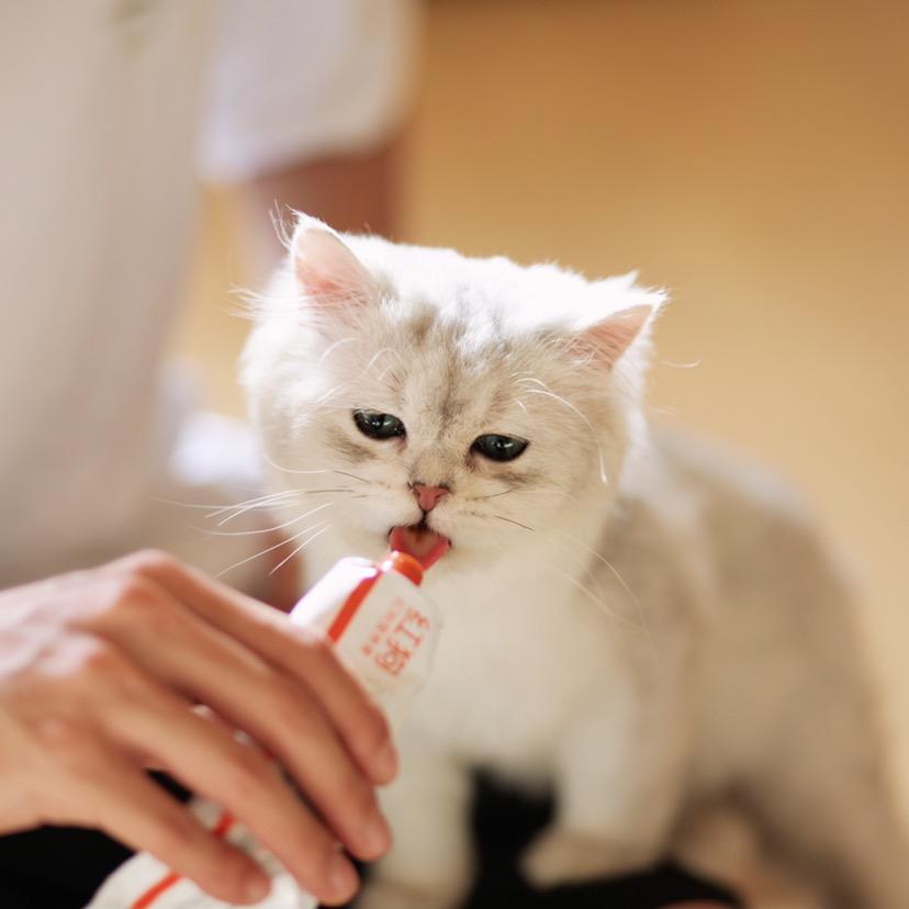 Kiss U宠物休闲馆uu