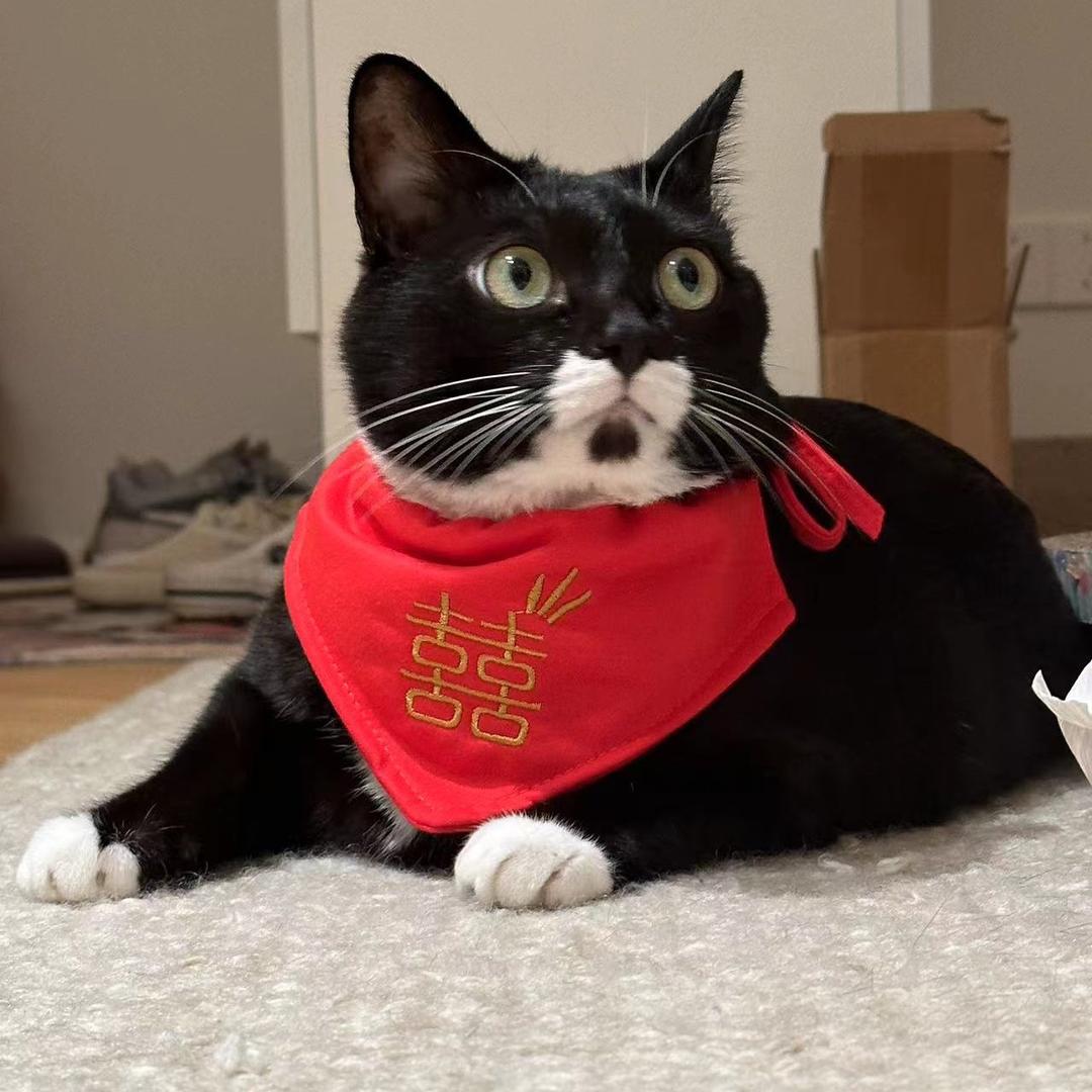 喵不可言