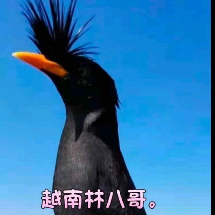 八哥萌宠