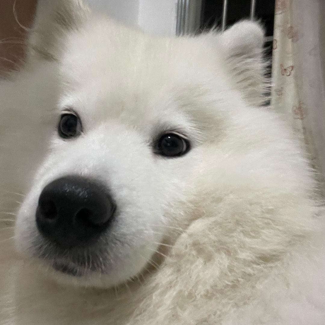 莫西莫西