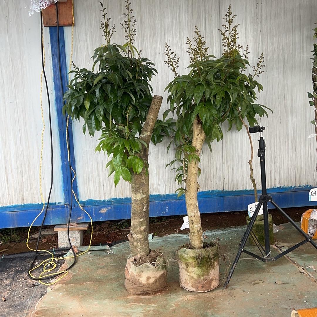 广西灵山县信盈林业有限公司企业店