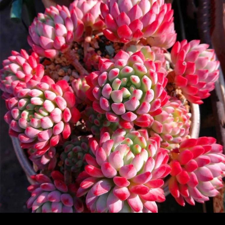 云之大农业有限公司贾