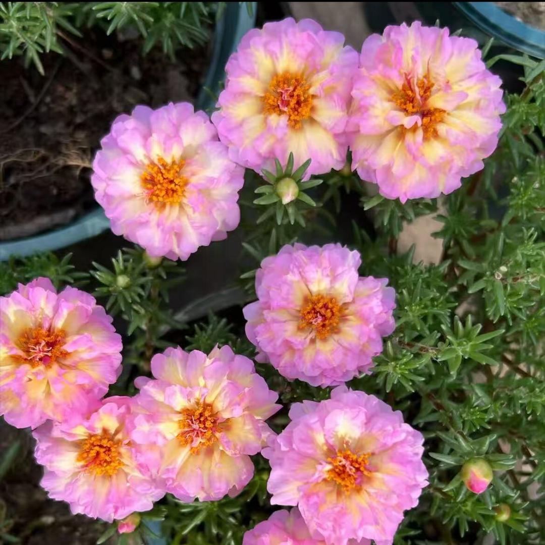 芸熙花苑