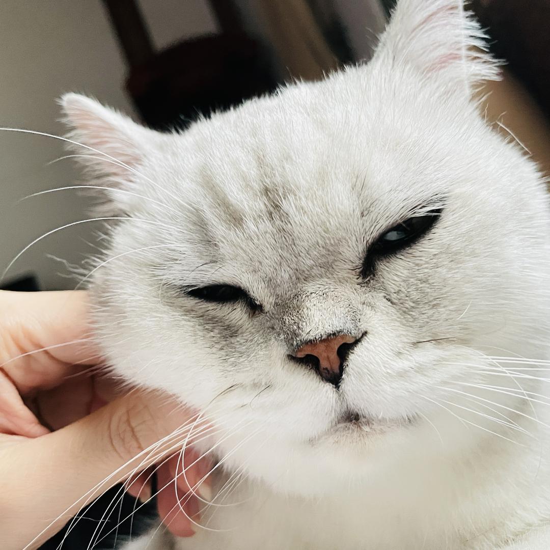 小馋猫🐈