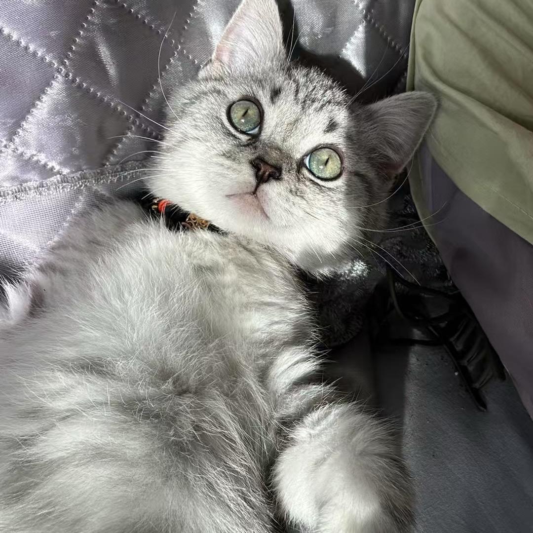 西美杰在挽回-直播号