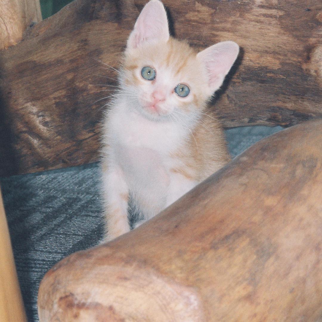 Benson