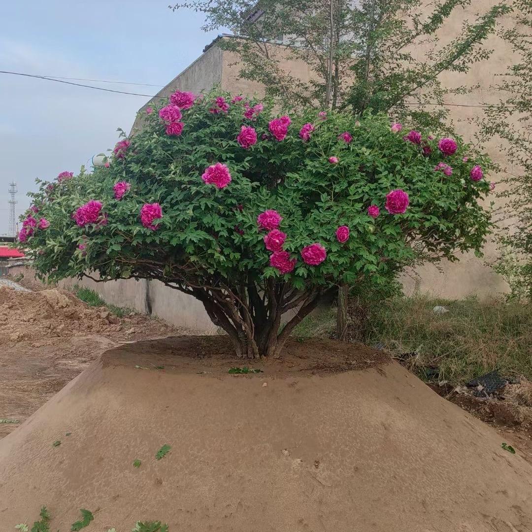 甘肃原生紫斑牡丹🌹小成
