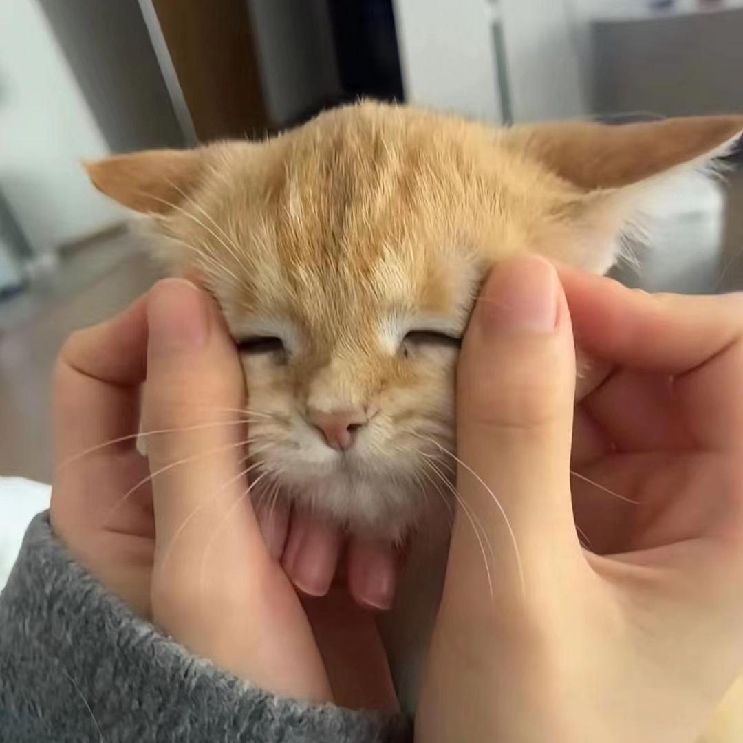 这道题好蓝莓办法了